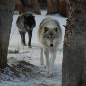 The Grey Wolves (Adopt-a-Critter)