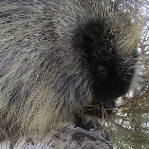 The Porcupine (Adopt-a-Critter)