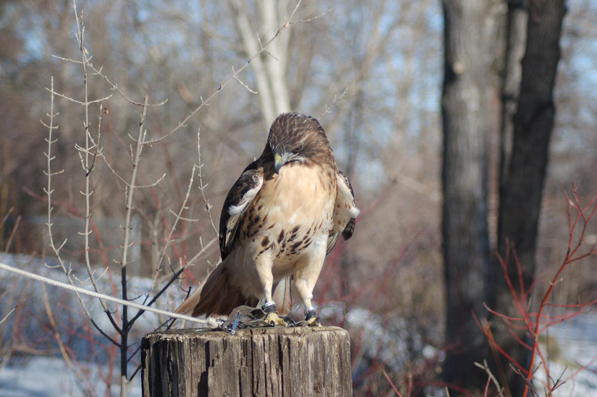 The Red-Tailed Hawk (Adopt-a-Critter)