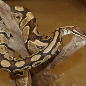 The Royal Python (Adopt-a-Critter)