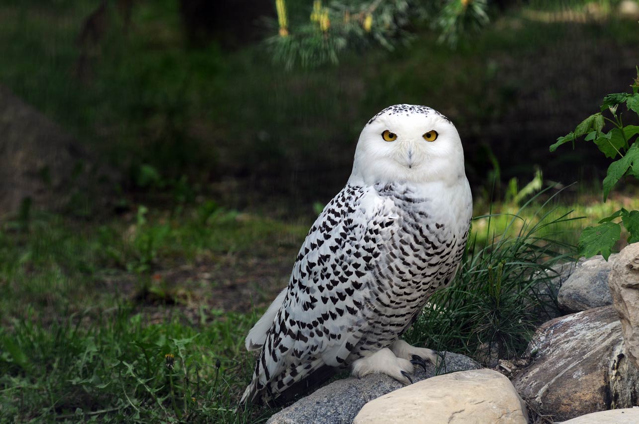 The Snowy Owl (Adopt-a-Critter)