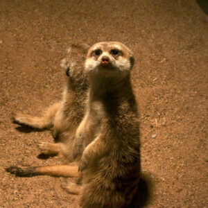 The Meerkat (Adopt-a-Critter)