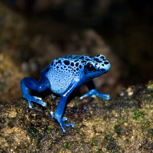 The Poison Dart Frog (Adopt-A-Critter)