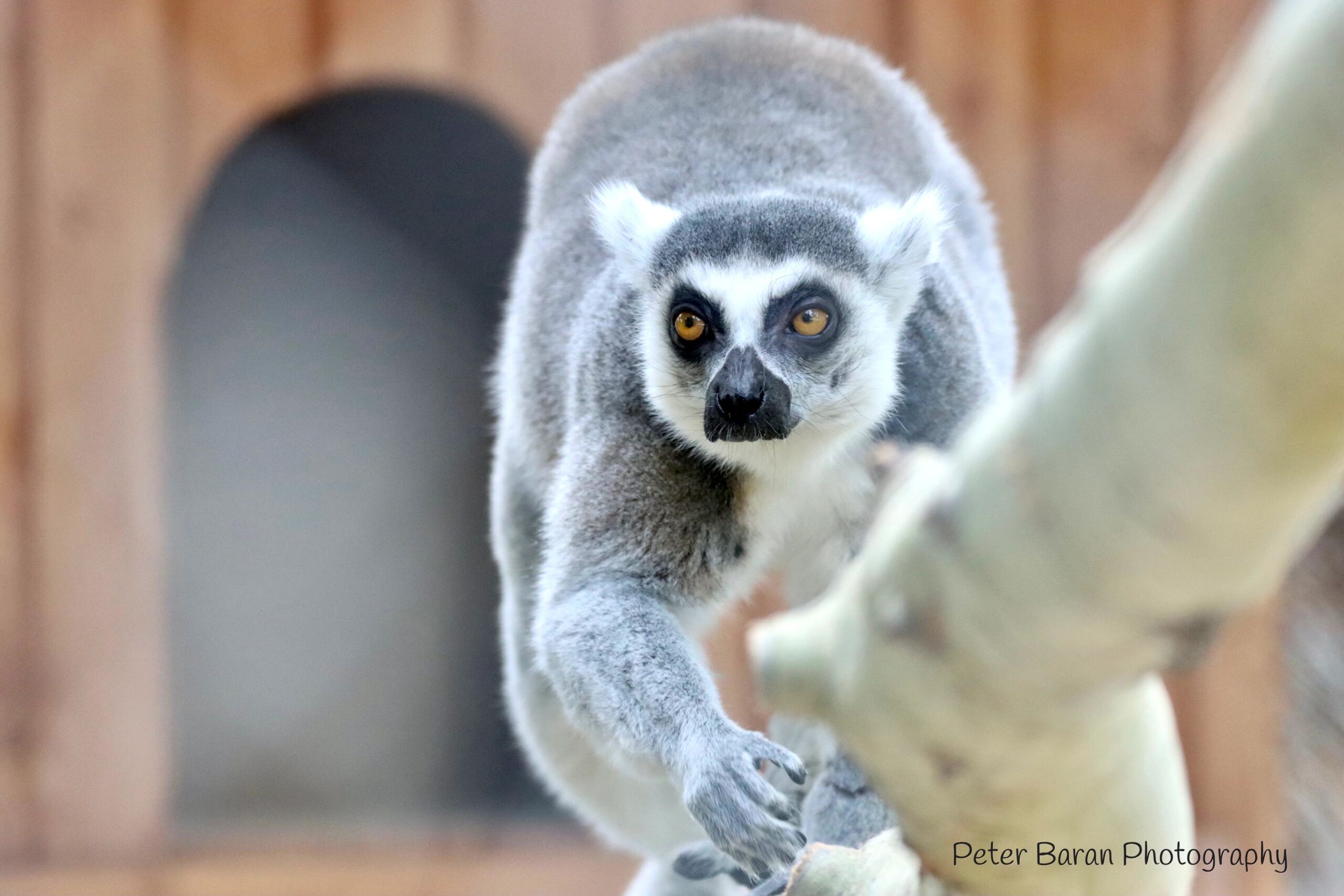 The Ring-tailed Lemurs (Adopt-a-Critter)